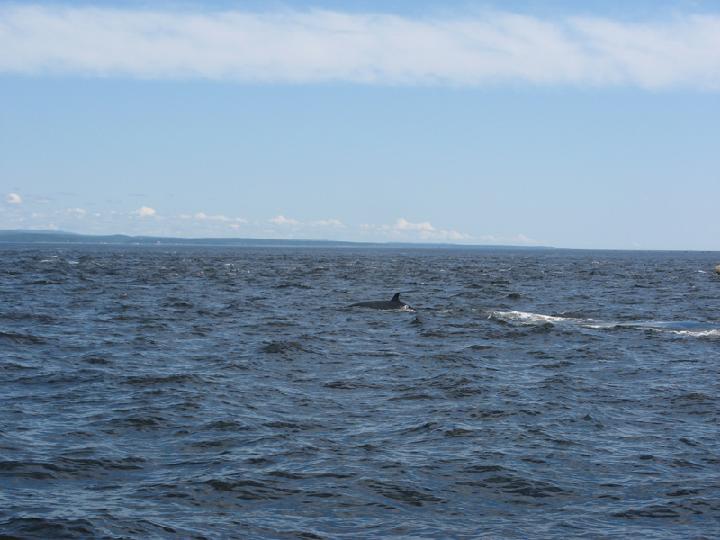 Baleines 016.JPG